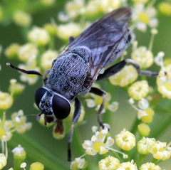 Myolepta aurinota