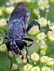 Myolepta aurinota