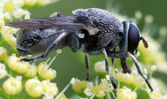 Myolepta aurinota