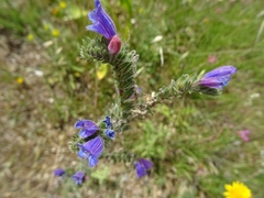 Echium tuberculatum