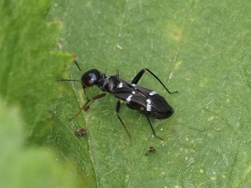 Globiceps sphaegiformis