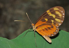 Mechanitis polymnia lycidice