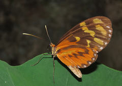 Mechanitis polymnia lycidice