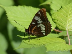 Limenitis lorquini ilgae