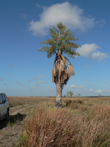gebang palm