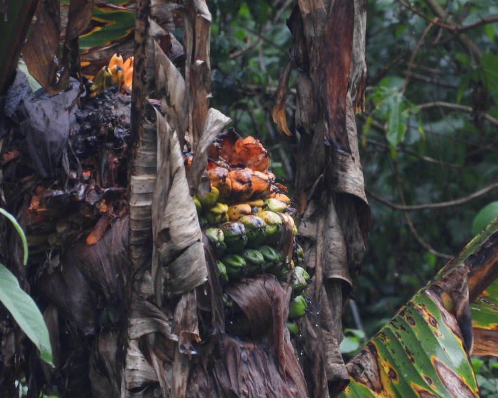 Abyssinian banana (Ensete ventricosum)