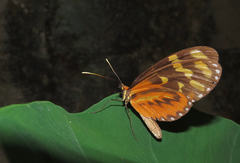 Mechanitis polymnia lycidice