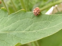 Henosepilachna vigintioctopunctata