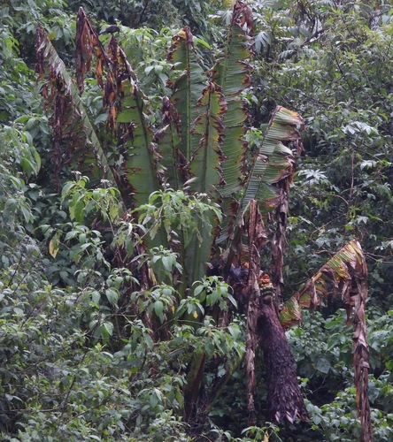 Ensete ventricosum