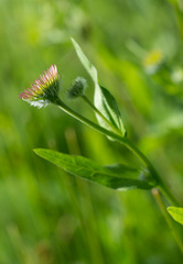 Erigeron aliceae