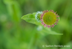 Erigeron aliceae