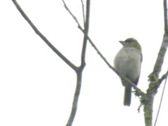 Cyclarhis nigrirostris