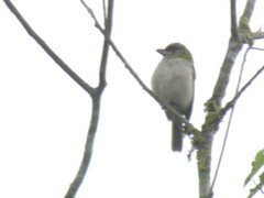 Cyclarhis nigrirostris