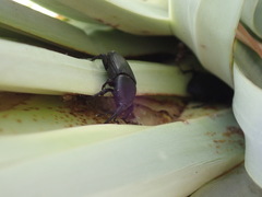 Scyphophorus yuccae