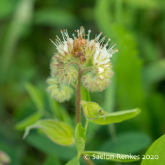 Phacelia mutabilis
