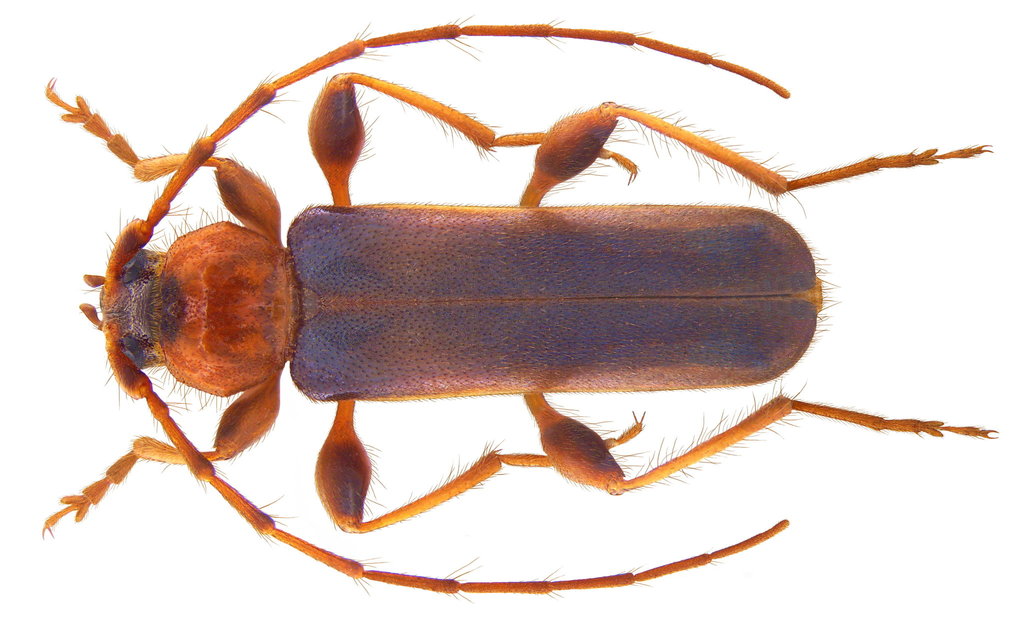 Phymatodes