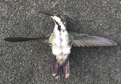 Anthracothorax nigricollis