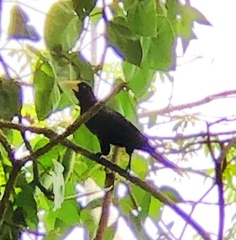 Psarocolius decumanus