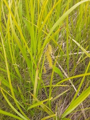 Carex paleacea