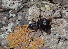 Gryllus longicercus