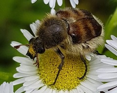 Lasiotrichius succinctus