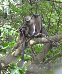 Cercopithecus mona