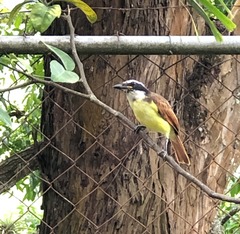 Pitangus sulphuratus