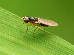 Mumetopia occipitalis