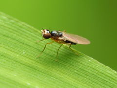 Mumetopia occipitalis