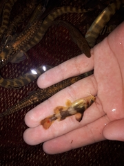 Coreobagrus brevicorpus