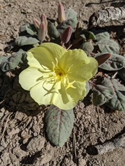 Oenothera xylocarpa