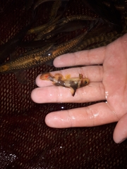 Coreobagrus brevicorpus