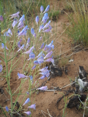 Penstemon comarrhenus