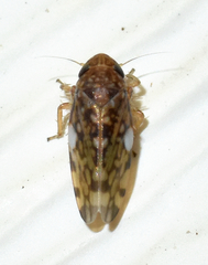 Xestocephalus similis