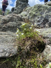 Mononeuria groenlandica