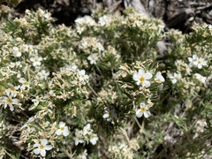 Leptosiphon nuttallii