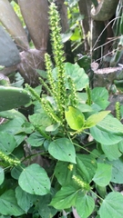 Acalypha polystachya