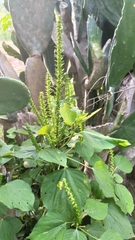 Acalypha polystachya