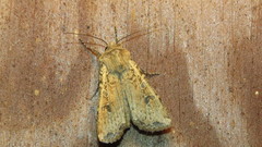 Euxoa ochrogaster