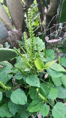 Acalypha polystachya