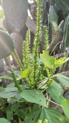 Acalypha polystachya