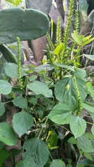 Acalypha polystachya