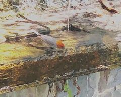 Thlypopsis fulviceps