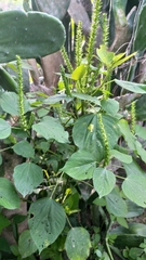 Acalypha polystachya
