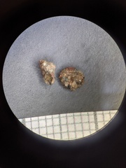 Helicopsyche borealis