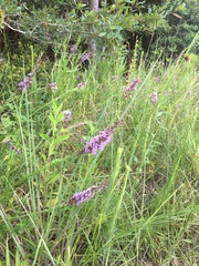 Liatris acidota