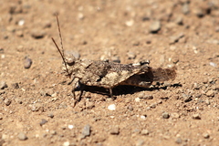 Trimerotropis occidentiloides