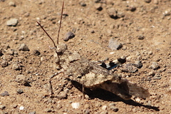 Trimerotropis occidentiloides