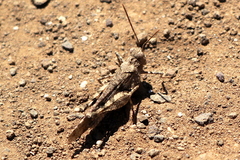 Trimerotropis occidentiloides