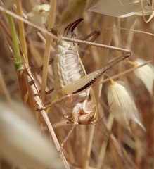 Decticita balli
